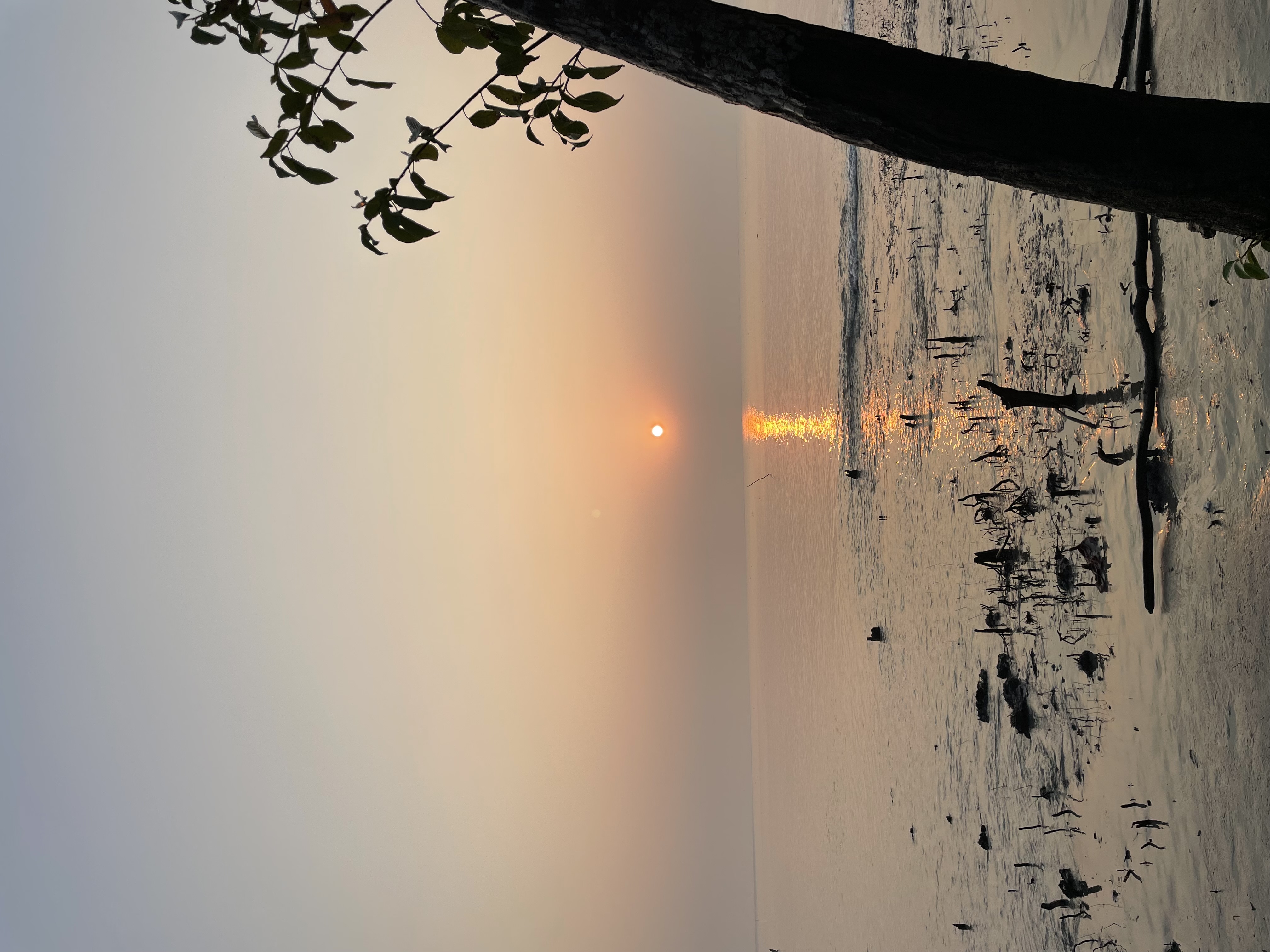 Sundarban 🌿🐅 photo 21